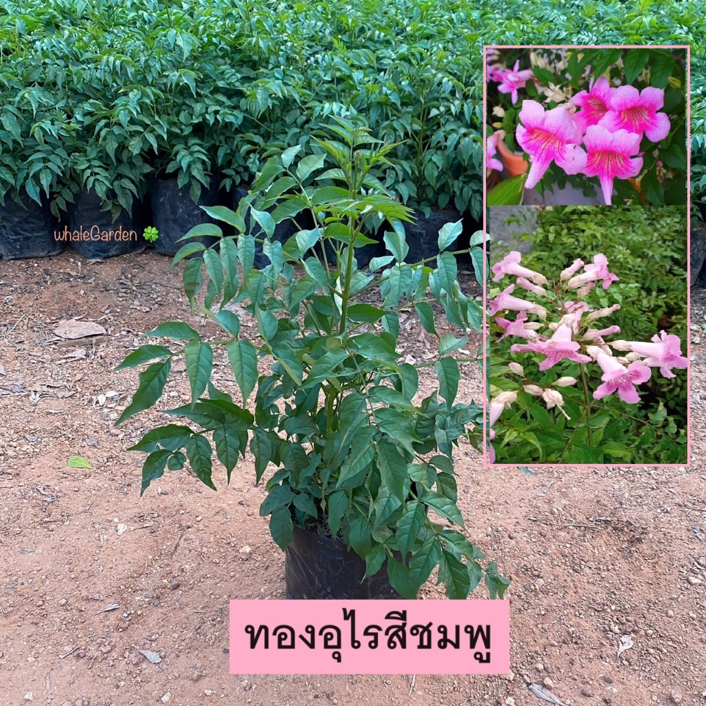 ทองอุไรชมพู ต้นพราวชมพู แฮปปี้เนส (Pink trumpet vine) ดอกสีชมพูออกดอกตลอดดปี (รับประกัน ส่งใหม่ฟรี หากสินค้าเเสียหาย!!)