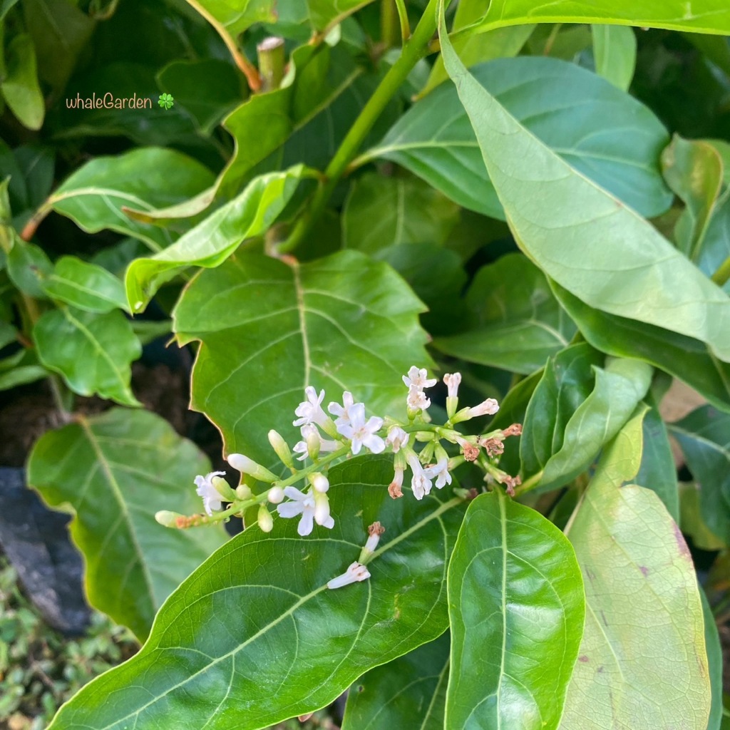 ต้นบุหงาส่าหรี บุหงาบาหลี กิ่่งชำ Florida fiddlewood บุหงาส่าหรี ดอกมีกลิ่นหอม (รับประกัน ส่งใหม่ฟรี หากสินค้าเเสียหาย!) - รูปที่ 3