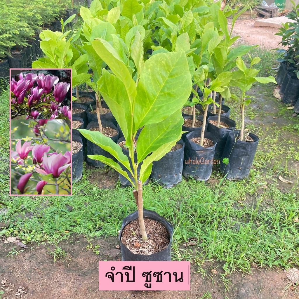 ต้นจำปีซูซาน จำปีซูซาน เสียบยอด ติดดอกเร็ว จำปี ปลูกได้ทุกพื้นที่ Magnolia Susan รับประกัน ส่งใหม่ฟรี หากสินค้าเเสียหาย