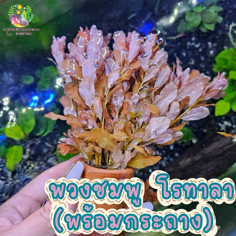 พวงชมพู โรทาลา(พร้อมกระถาง) เป็นไม้น้ำใส่อ่างใส่ตู้ปลา(( Variegated))