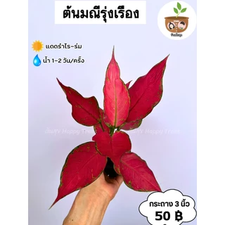 ต้นมณีรุ่งเรือง จัดส่ง 2 ต้นขึ้นไป คละแบบได้