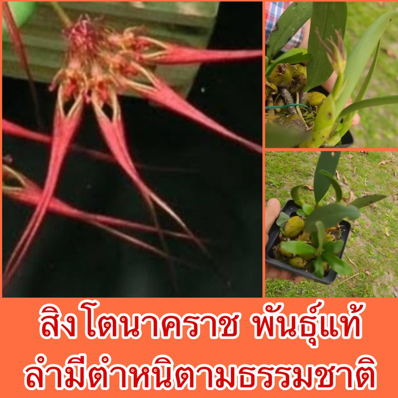 กล้วยไม้ สิงโตนาคราช พันธุ์แท้ ลำมีตำหนิตามธรรมชาติ เลี้ยงนานแล้ว