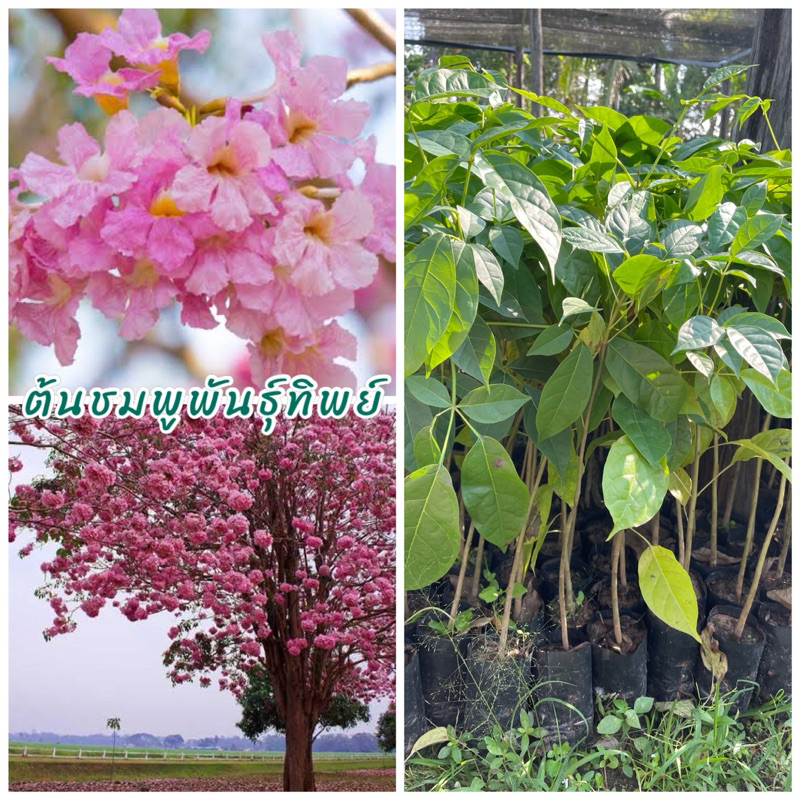 ต้นชมพูพันธุ์ทิพย์ (ชุด3ต้น) ไม้ยืนต้นดอกสีชมพู สีสันสดใส ออกดอกทุกพื้นที่