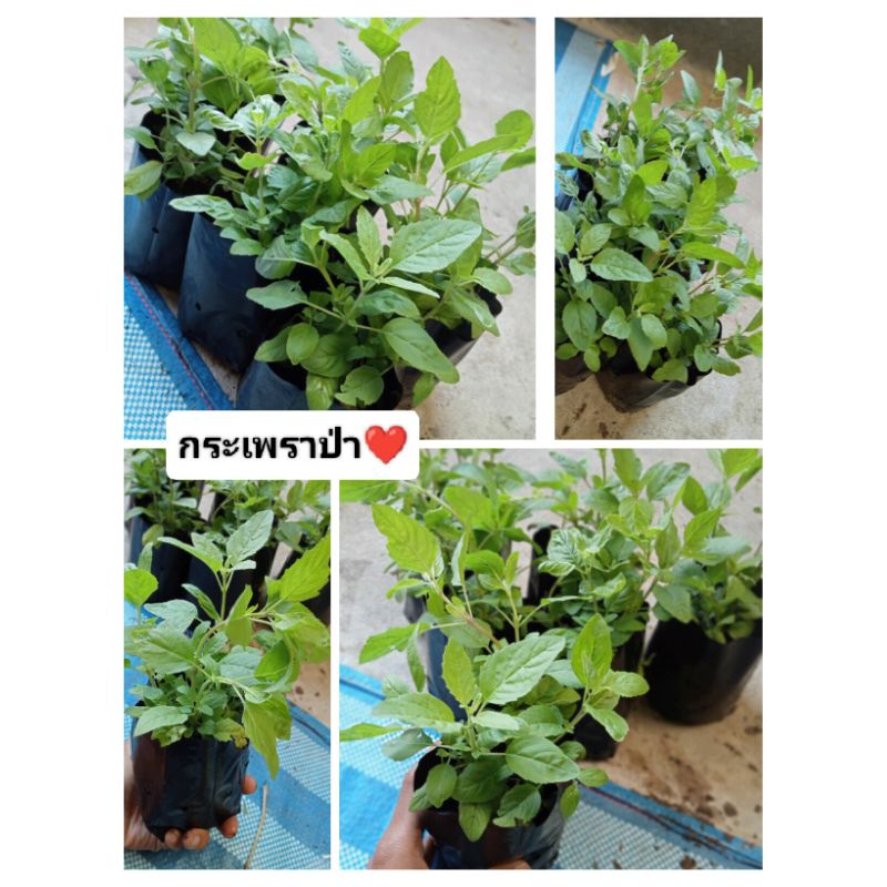 กระเพราป่า มีกลิ่นหอม กล้าเมล็ด ต้นสวย พร้อมปลูก