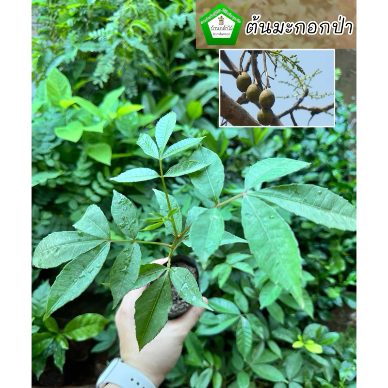 ต้นมะกอกป่า มะกอกใช้ทำส้มตำ 🎉ต้นแข็งแรง 🌿 สินค้าเสียหาย แจ้งทางร้านได้เลยจ้า
