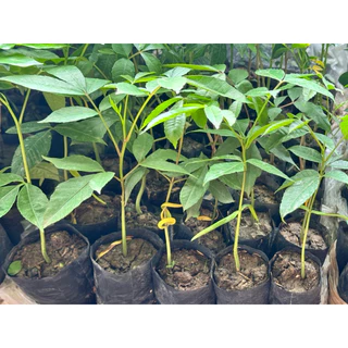ต้นมะกอกป่า มะกอกใช้ทำส้มตำ 🎉ต้นแข็งแรง 🌿 สินค้าเสียหาย แจ้งทางร้านได้เลยจ้า