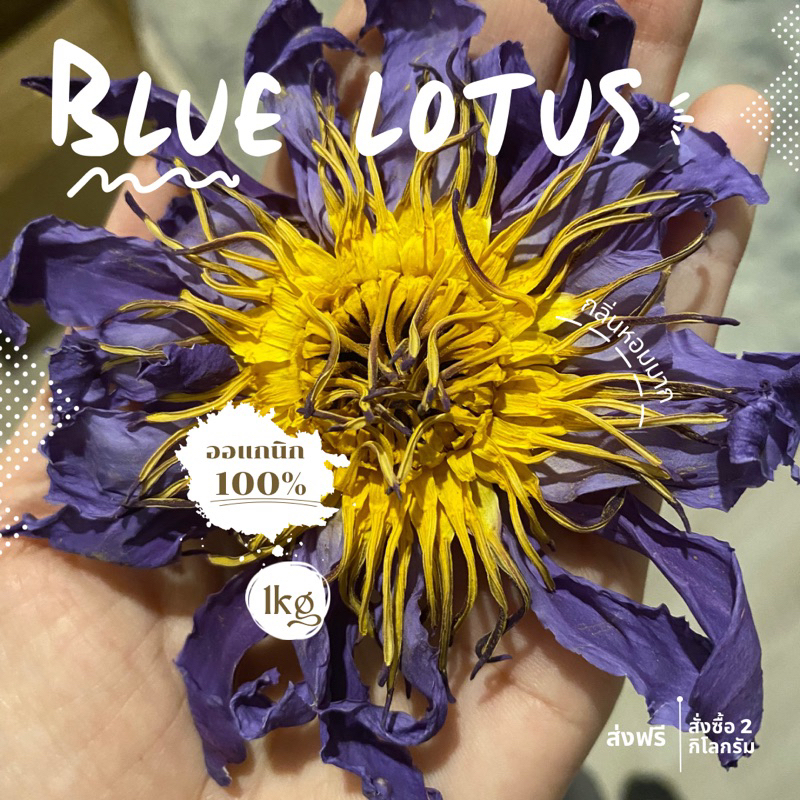 ดอกบัวสีน้ำเงิน blue lotus flowers เกรดส่งออก บัวชนิดเดียวกับทางยุโรปใช้ สายพันธุ์ blue lotus lily หรือ Nymphaea