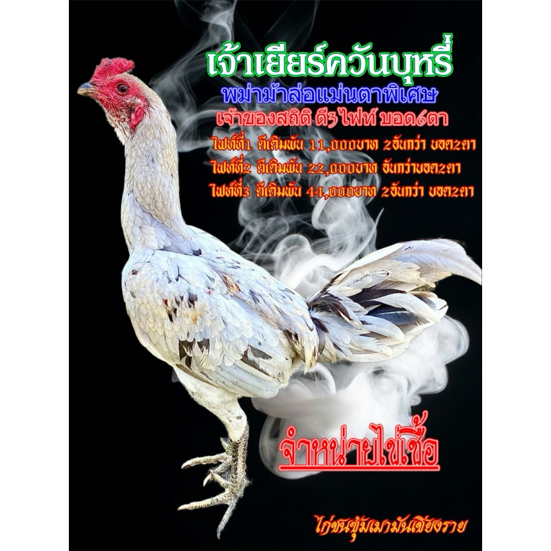 ไก่ชนเยียร์/ไก่พม่าสายเยียร์/ไข่ไก่เชื้อ/เจ้าเยียร์3ไฟท์6ตา