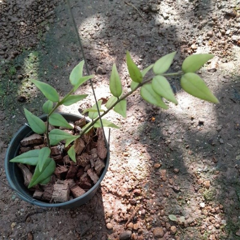 hoya bella ในกระถาง 4 นิ้วช่ววย