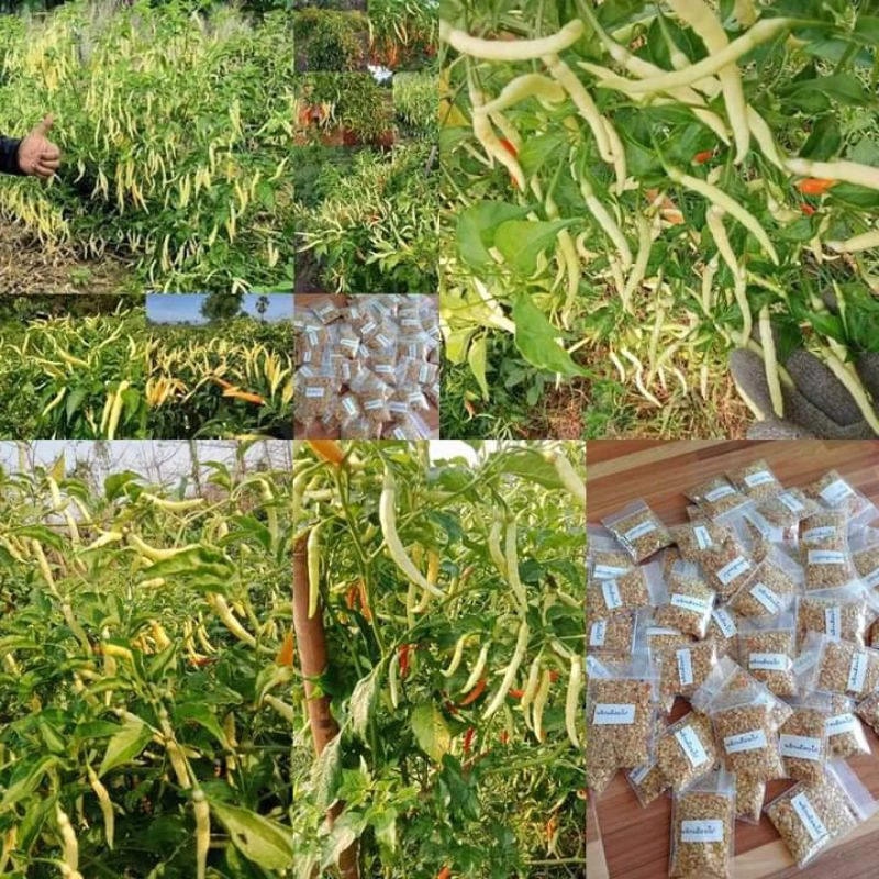 เมล็ดพันธุ์พริกเหลืองพัทลุงเเท้ 300-400 เมล็ด39 บาท โปรซื้อ 5 แถม 3 ซอง