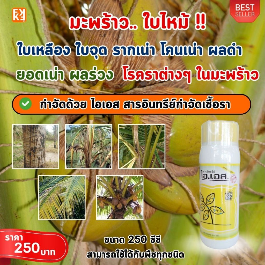 มะพร้าว ใบไหม้ ใบจุด ใบเหลือง โคนเน่า ผลดำ ยอดเน่า ผลร่วง โรคราต่างๆ ป้องกันกำจัดด้วย ไอเอส และเร่งฟื้นฟู ด้วย FK-T