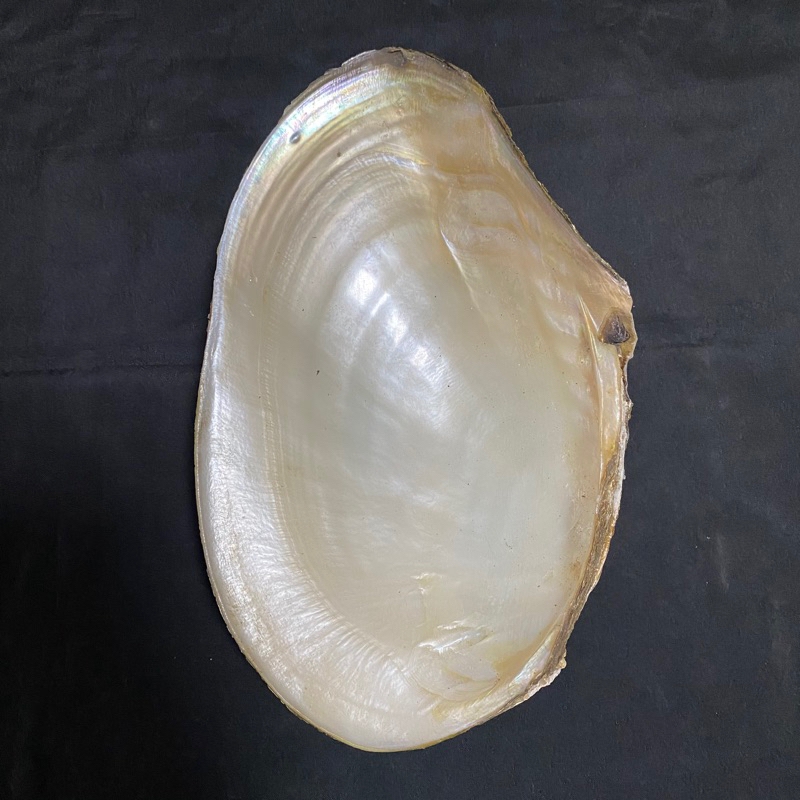 หอยมุกตัวใหญ่ Large pearl oyster shell 16-30cm สำหรับตู้ปลา สะสมเปลือกหอย ตกแต่งบ้าน - รูปที่ 7