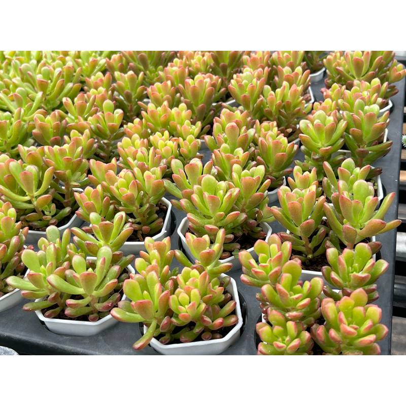 Sedum Joyce Tulloch ไม้อวบนำ้ น่ารักๆ กระถาง 2 นิ้ว รูปที่ 5