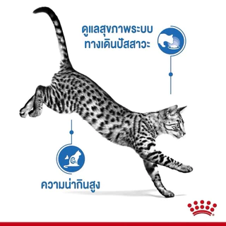 [ 1 โหล INDOOR แมวโต ] Royal Canin อาหารแมว INDOOR ชนิดเปียก จำนวน 1 โหล