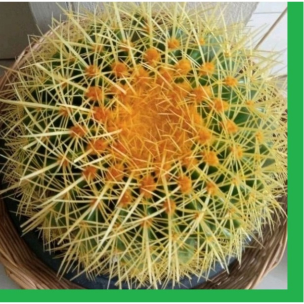 กระบองเพชร ถังทอง​ แคคตัส หนามยาว สวย​ ขนาด​ 28-30 cm ต้นสวย​ แข็งแรง (Echinocactus Grusonii /Golden Barrel Cactus)