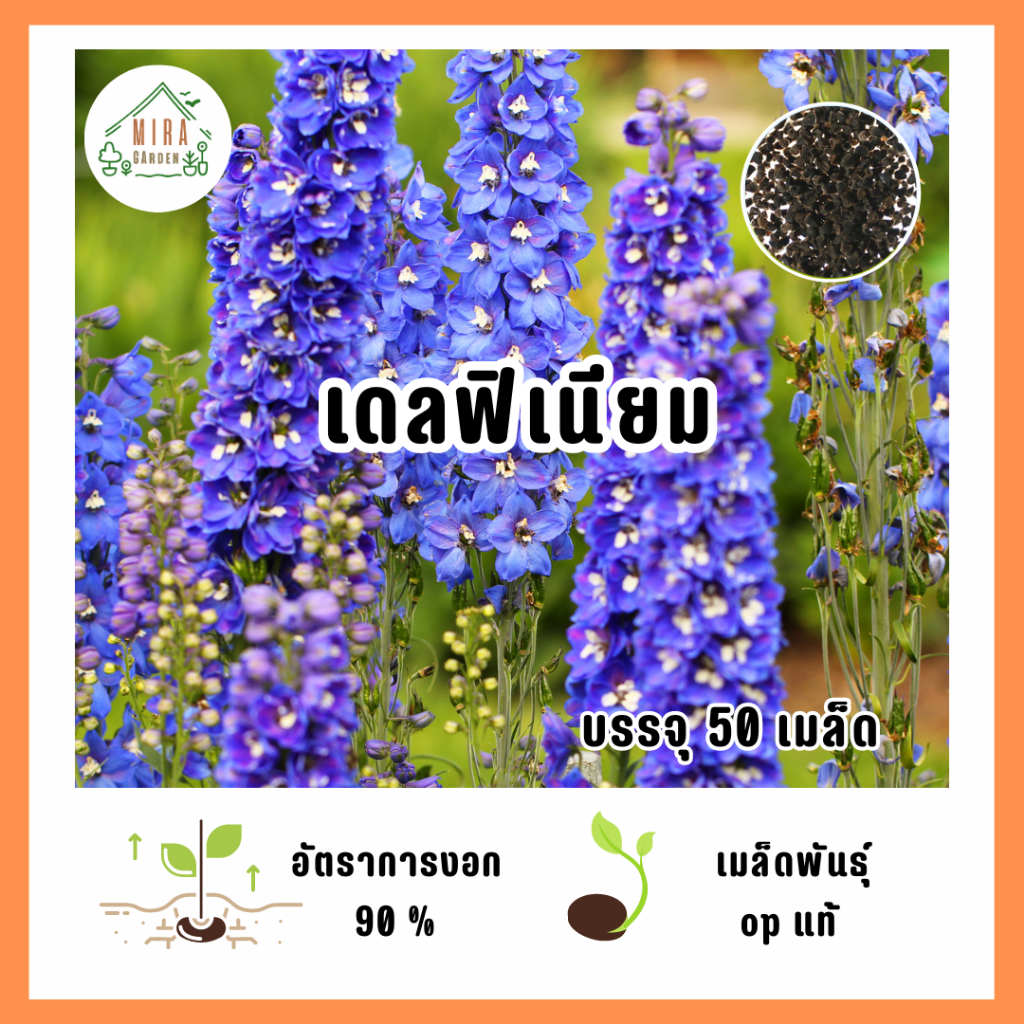 เมล็ดพันธุ์ ดอกเดลฟิเนียม บรรจุ 50 เมล็ด