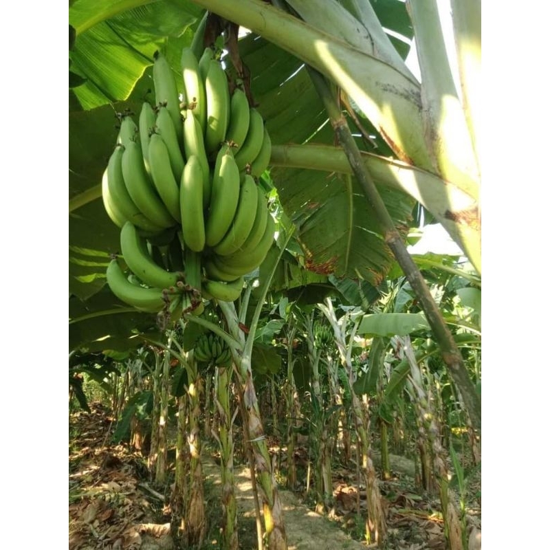 หน่อกล้วยหอมทองท่ายางสายพันธุ์แท้100%ขุดสดหน่อใหญ่ ชุด2หน่อ190 บาท