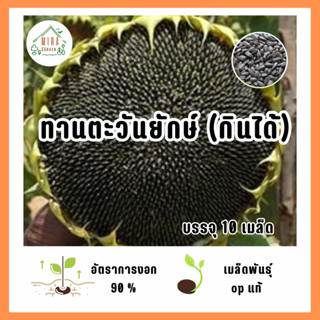 เมล็ดพันธุ์ ดอกทานตะวันยักษ์กินได้ บรรจุ 10 เมล็ด