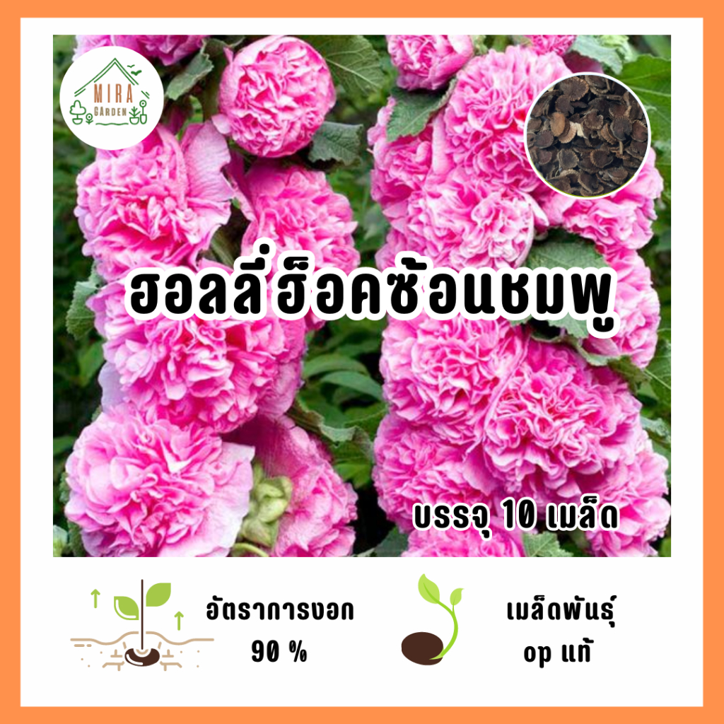 เมล็ดพันธุ์ ดอกฮอลลี่ฮอคซ้อนสีชมพู บรรจุ 10 เมล็ด