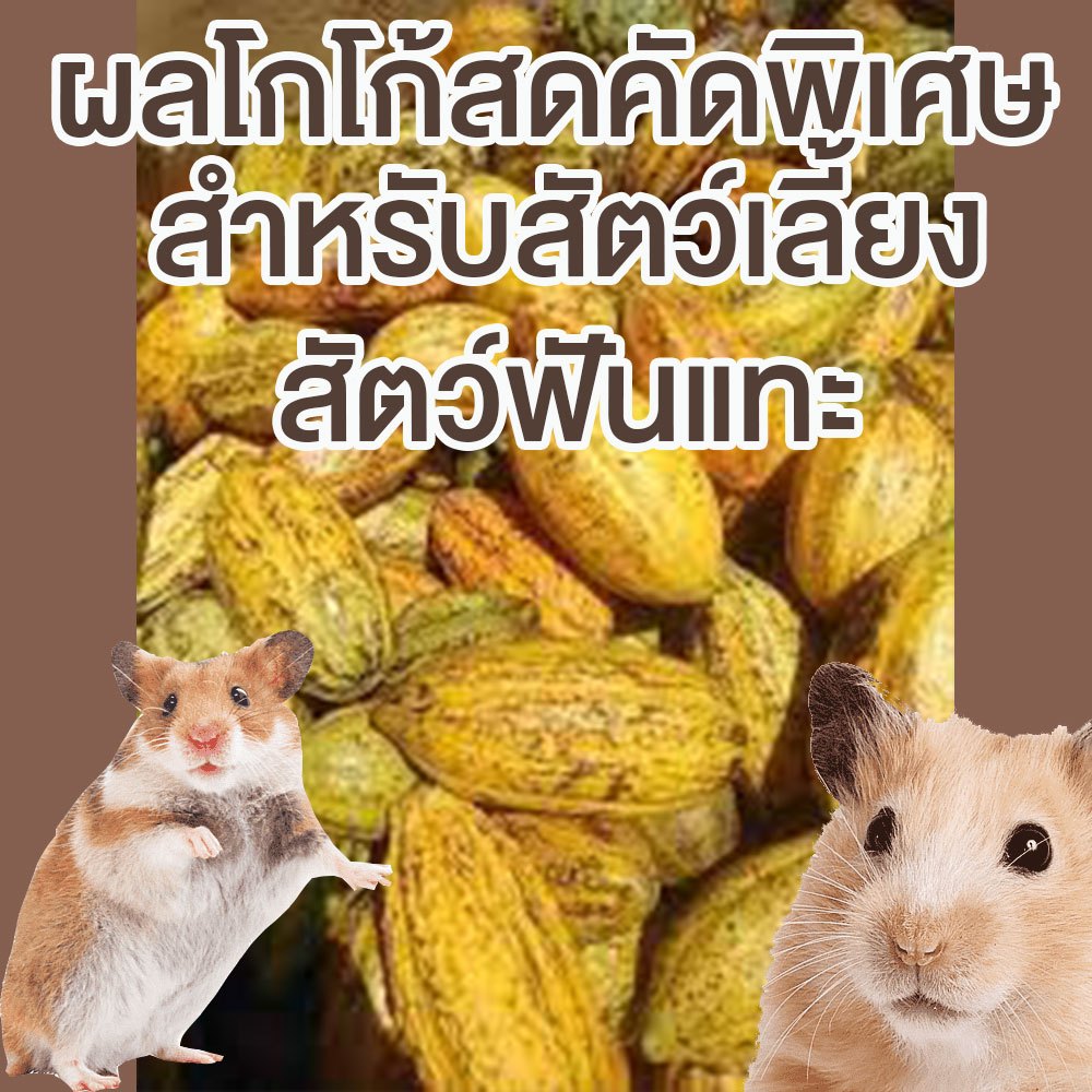 โกโก้ผลสด คัดพิเศษจากสวนสำหรับรับประทานและให้สัตว์เลี้ยง กระรอก หนู สัตว์ฟันแทะทั้งหลายอาหารธรรมชาติ