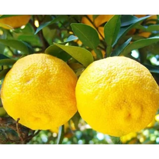 ชาส้มเกาหลีผสมน้ำผึ้ง honey citron tea kkoh shaem honey citron tea 꽃샘유자차 580g