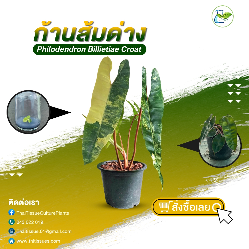 โปร3ต้น99฿ ก้านส้มลุ้นด่าง (Philodendron billietiae) ไม้เพาะเลี้ยงเนื้อเยื่ออนุบาลแล้ว