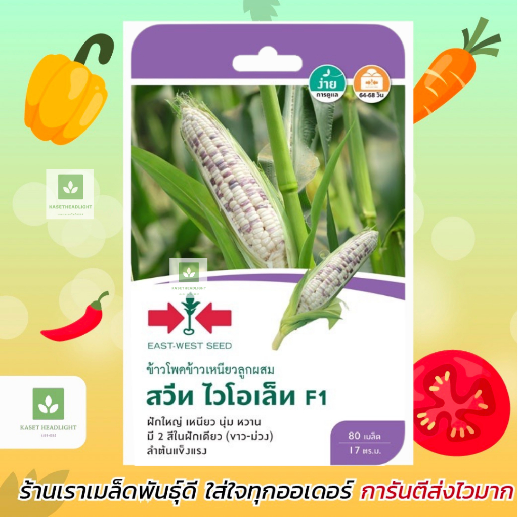 80เมล็ด สวีท ไวโอเล็ท F1 เมล็ดพันธุ์ข้าวโพด ข้าวโพดข้าวเหนียว ศรแดง
