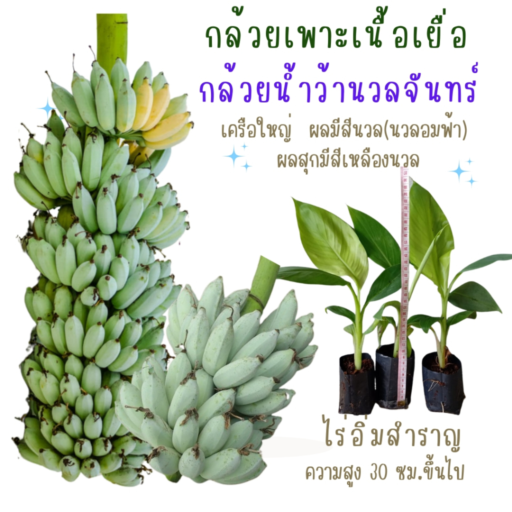 กล้วยน้ำว้านวลจันทร์ หรือ กล้วยน้ำว้าเงิน เป็นต้นเพาะเนื้อเยื่อ เนื้อผลสีขาวอมชมพู รสชาติหวาน เนื้อแน่น กลิ่นหอมอ่อนๆ