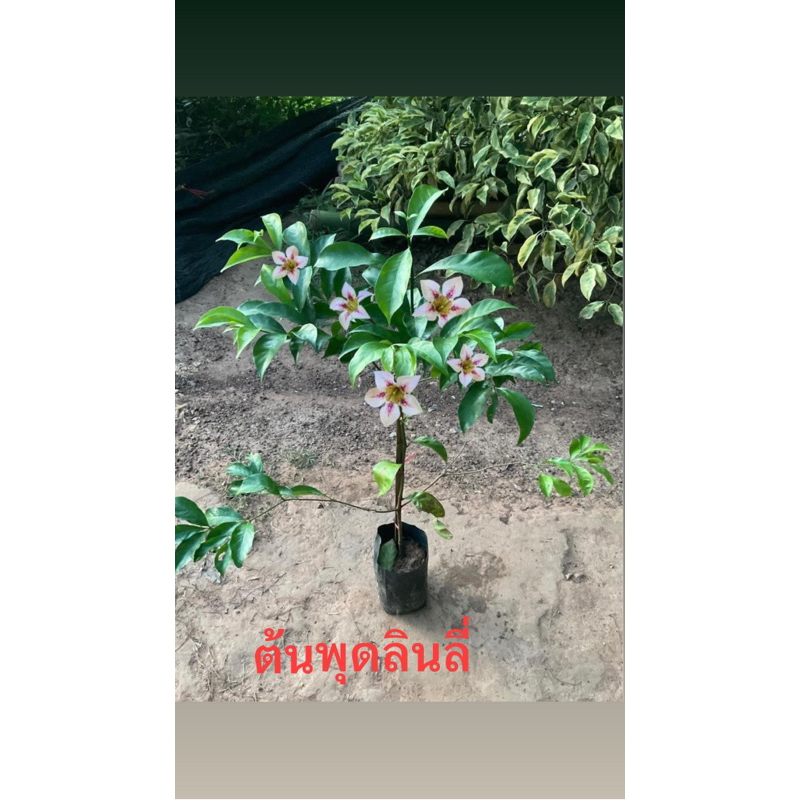 ‼️สินค้าขายดี‼️ ต้นพุดลินลี่ เสริมบารมี โชคมงคล
