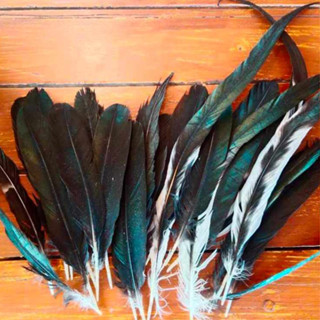 หางยกพวง หางปั่นคอ สำหรับไก่เลี้ยงชน