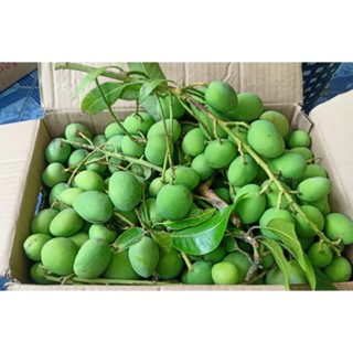 มะม่วงเบาใต้มะม่วงเบาสิงหนคร(1กิโลกรัม)จ