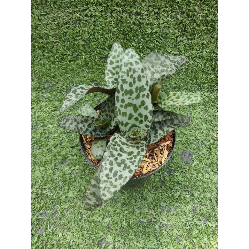 ต้นหอมทะเลทราย[ Ledebouria socialis ] ไม้ในกระถาง2"