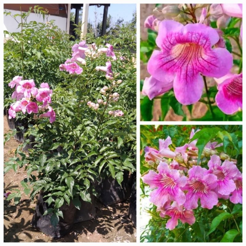 ต้นแฮปปี้เนส ชมพูฮาวาย ทองอุไรสีชมพู ไม้พุ่มเตี้ยดอกสวย กลิ่นหอมอ่อนๆ ต้นพันธุ์แบบกิ่งชำ