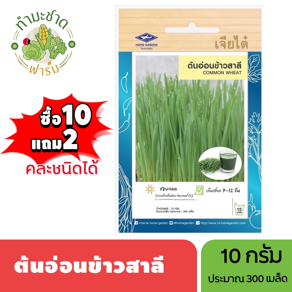 เจียไต๋ (ซื้อ10แถม2) เมล็ดพันธุ์ มะเขือเปราะจาว ขนาด1กรัม ประมาณ200เมล็ด Round Eggplant มะเขือเปราะ เมล็ดพันธุ์พืช เมล็ด