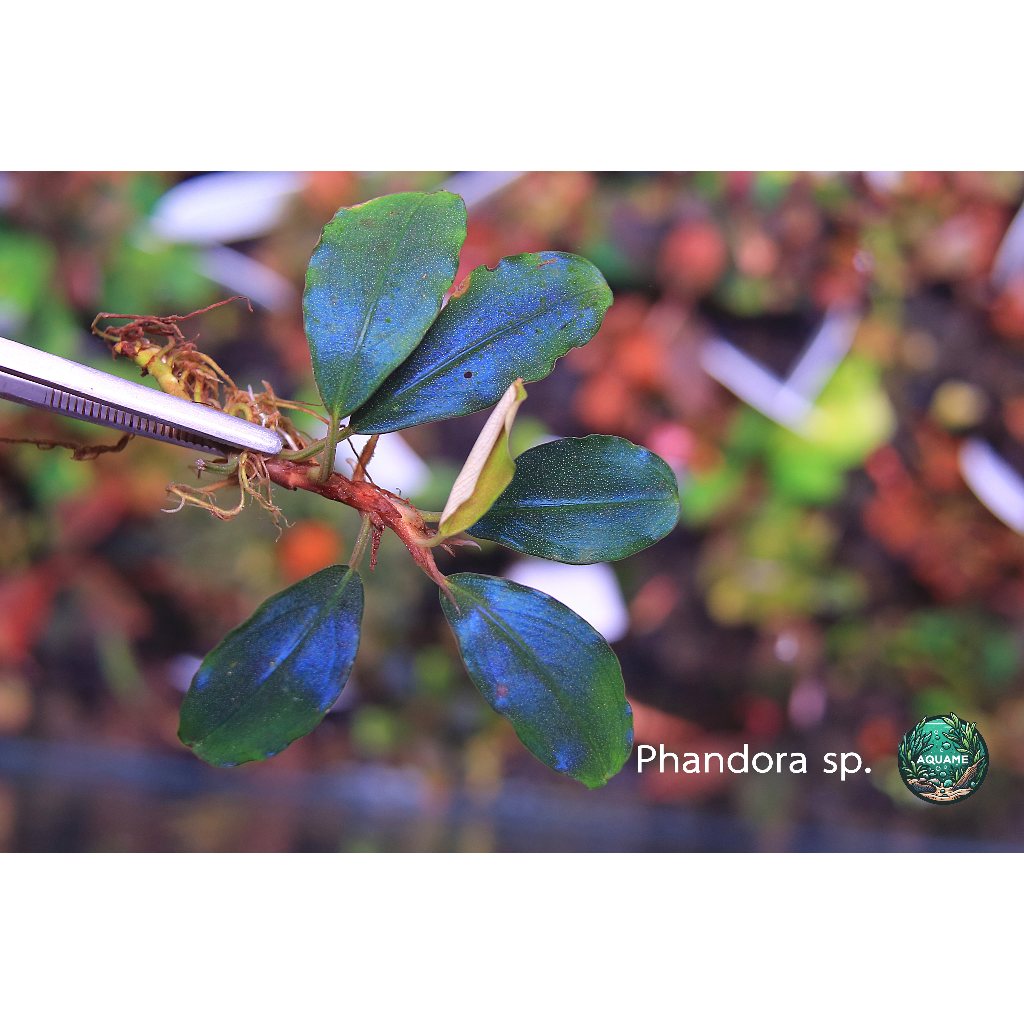 Bucephalandra Phandora sp. (emerged) ใบบก