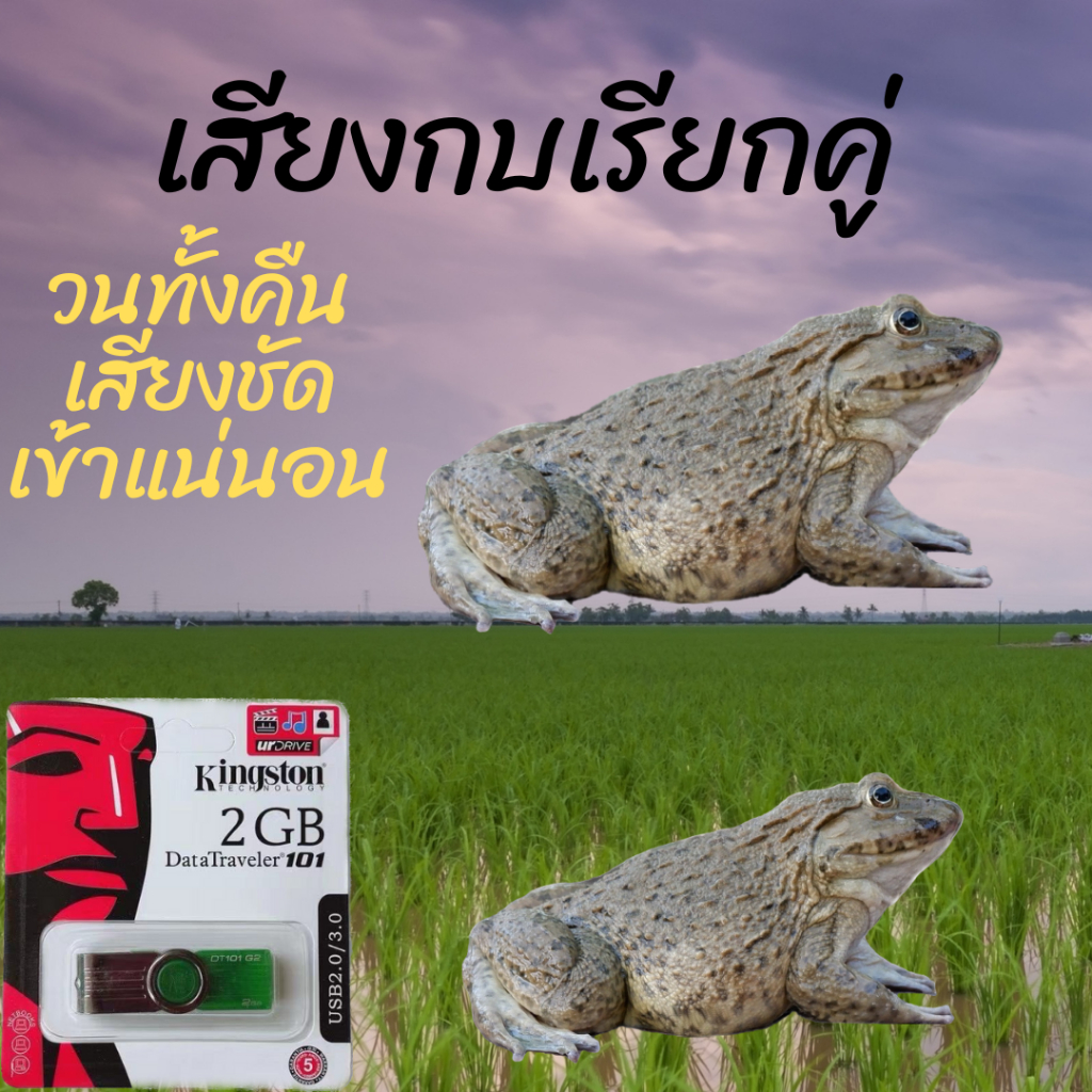 เสียงกบเรียกคู่ วนได้ทั้งคืนเปิดถึงเช้า เสียงคมชัด ในแฟลชไดร์ฟUSB
