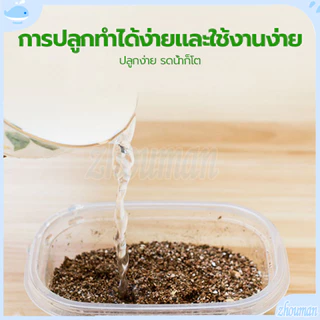 ข้าวสาลีแมว หญ้าแมว ชุดปลูกข้าวสาลี ต้นอ่อนข้าวสาลี ต้นข้าวสาลีแมว เสริมสร้างภูมิคุ้มกัน ลดกลิ่นมูลสัตว์เลี้ยง