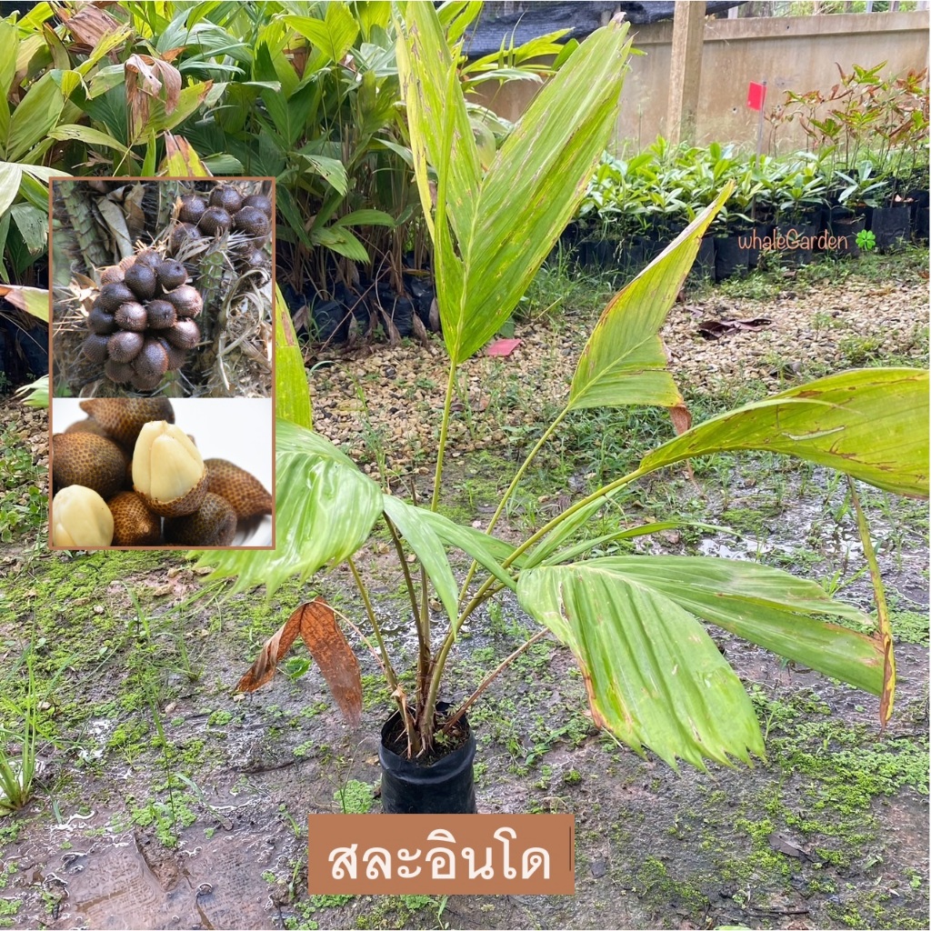 ต้นสละ พันธุ์ สละอินโด สายน้ำผึ้ง Salak fruit สละ พืชเศรษฐกิจ (รับประกัน ส่งใหม่ฟรี หากสินค้าเเสียหาย!!)