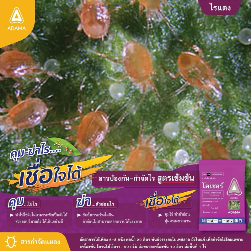 โคเชอร์ ขนาด 100 กรัม สารเฮกซีไทอะซอกซ์ 10% คุมไข่ไร อย่างมั่นใจ