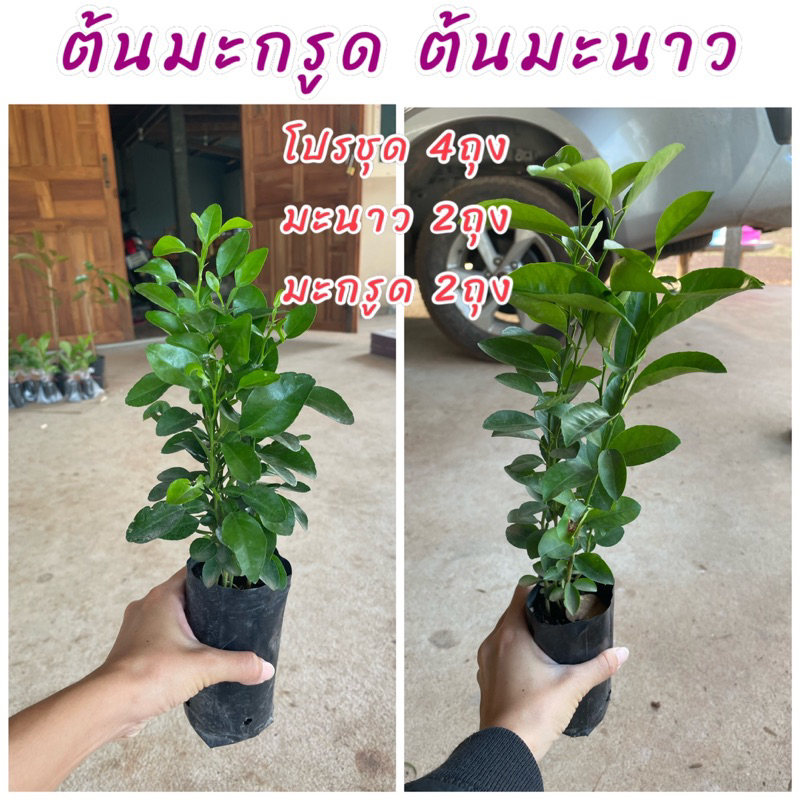โปร!! 4 ถุง ต้นมะกรูด 2 ถุง และ ต้นมะนาว 2 ถุง ปลูกง่ายดูแลง่าย เป็นต้นพันธุ์เพราะเมล็ด