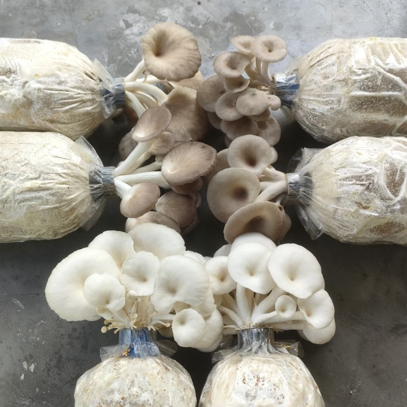 เห็ด 3 ชนิด ♻️เก็บทานได้นาน 4-6เดือน เห็ดนางฟ้าขาว/ฮังการี Oyster Mushroom ทดลองเพาะคละ 3 ชนิดในกล่องเดียว ชุด 6 ก้อน