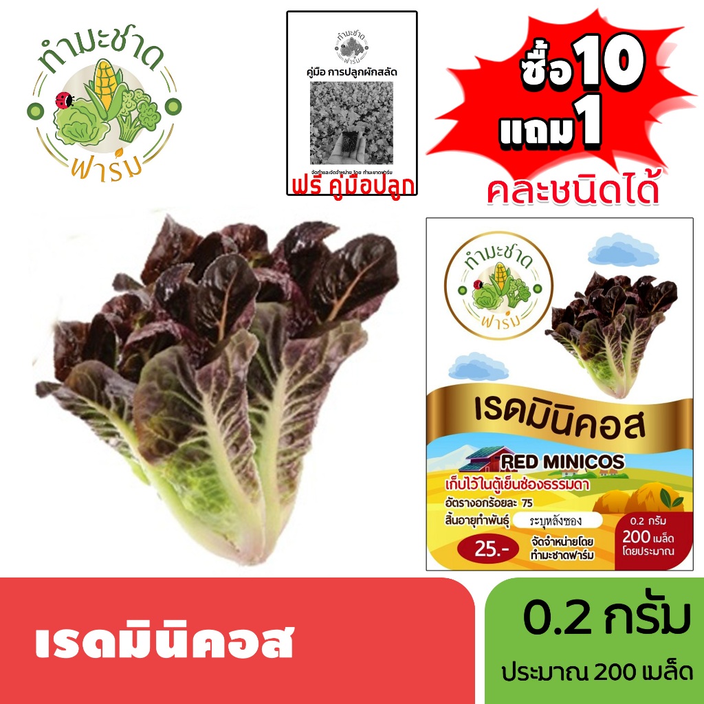 ทำมะชาดฟาร์ม (ซื้อ10แถม1) เมล็ดพันธุ์ เรดมินิคอส  ขนาด0.2กรัม ประมาณ200เมล็ด RED MINICOS ROMAINE LETTUCE เบบี้คอส