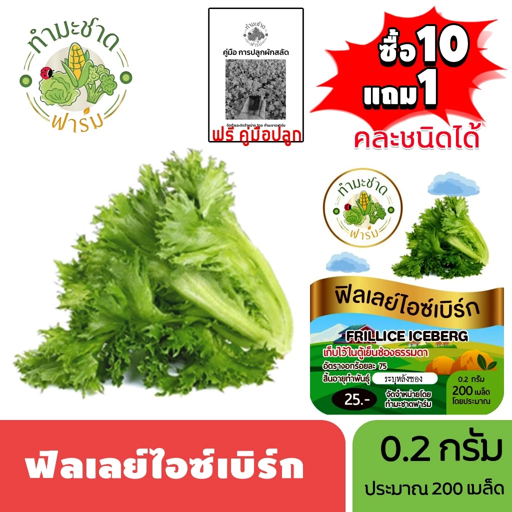 ทำมะชาดฟาร์ม (ซื้อ10แถม1) เมล็ดพันธุ์ ฟิลเลย์ไอซ์เบิร์ก ขนาด0.2กรัม ประมาณ200เมล็ด FRILLICE ICEBERG ฟินเล่ ฟิลเลย์