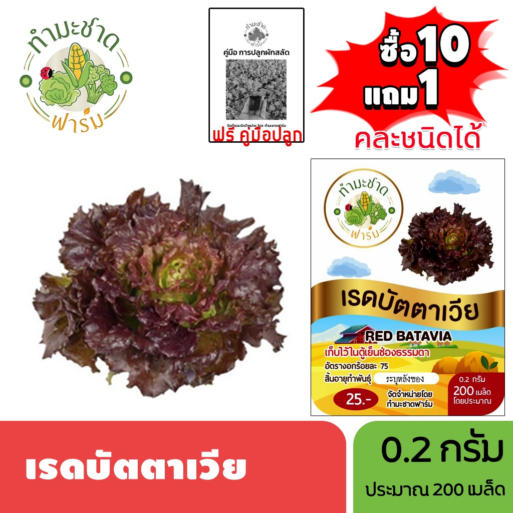 ทำมะชาดฟาร์ม (ซื้อ10แถม1) เมล็ดพันธุ์ เรดบัตตาเวีย  ขนาด0.5กรัม ประมาณ500เมล็ด RED BATAVIA ผักสลัด เมล็ดพันธุ์พืช เมล็ด