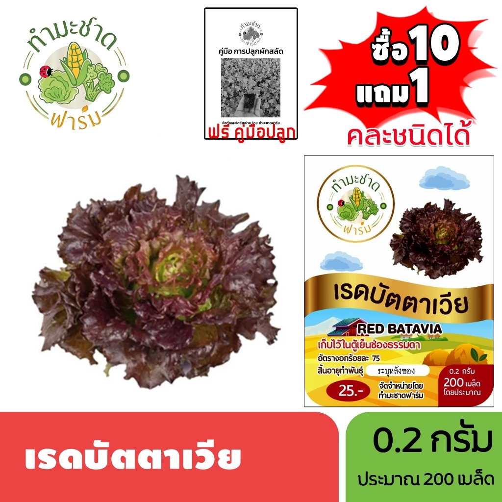 ทำมะชาดฟาร์ม (ซื้อ10แถม1) เมล็ดพันธุ์ เรดบัตตาเวีย ขนาด0.2กรัม ประมาณ200เมล็ด RED BATAVIA ผักสลัด เมล็ดพันธุ์พืช เมล็ด