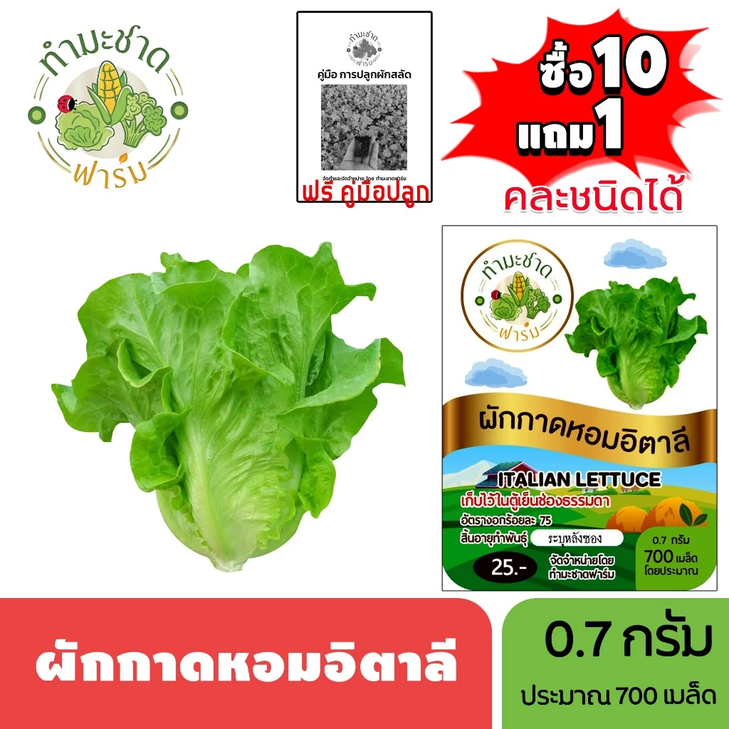 ทำมะชาดฟาร์ม (ซื้อ10แถม1) เมล็ดพันธุ์ ผักกาดหอมอิตาลี ขนาด0.7กรัม ประมาณ700เมล็ด ITALIAN LETTUCE ผักสลัด เมล็ดพันธุ์พืช