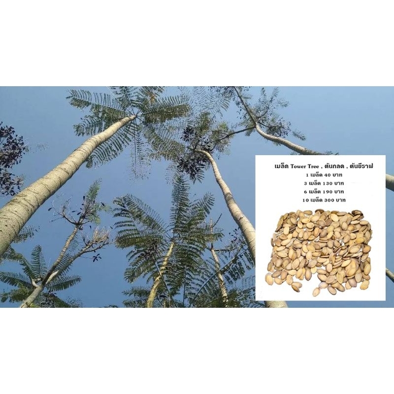 เมล็ด Tower Tree , ต้นกลด , ต้นยีราฟ (ชุด3,6,10 เมล็ด)