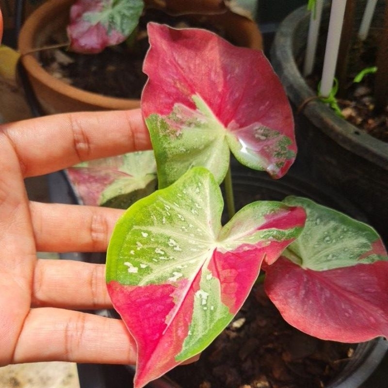 บอนสี ชายล (Caladium bicolor)