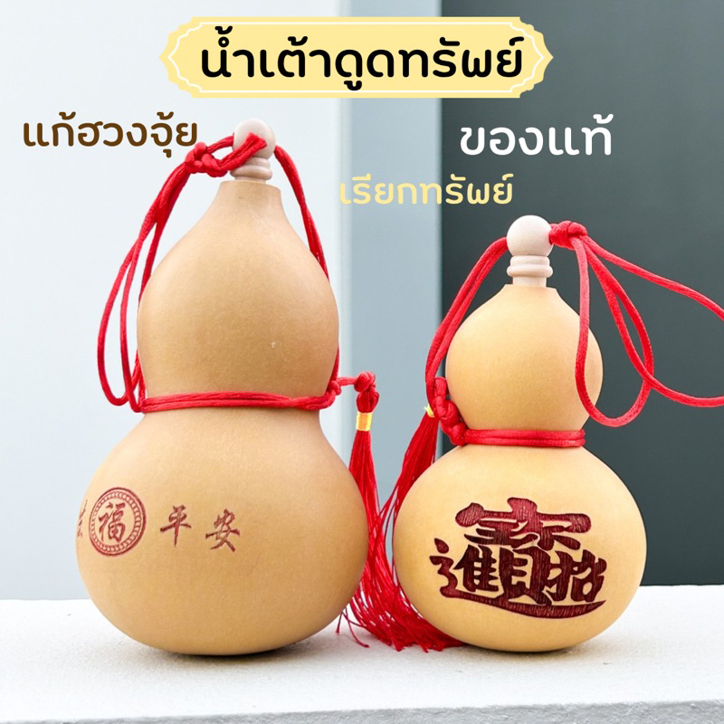 น้ำเต้าไม้ (ของแท้) น้ำเต้ามงคลดูดทรัพย์ ใบใหญ่