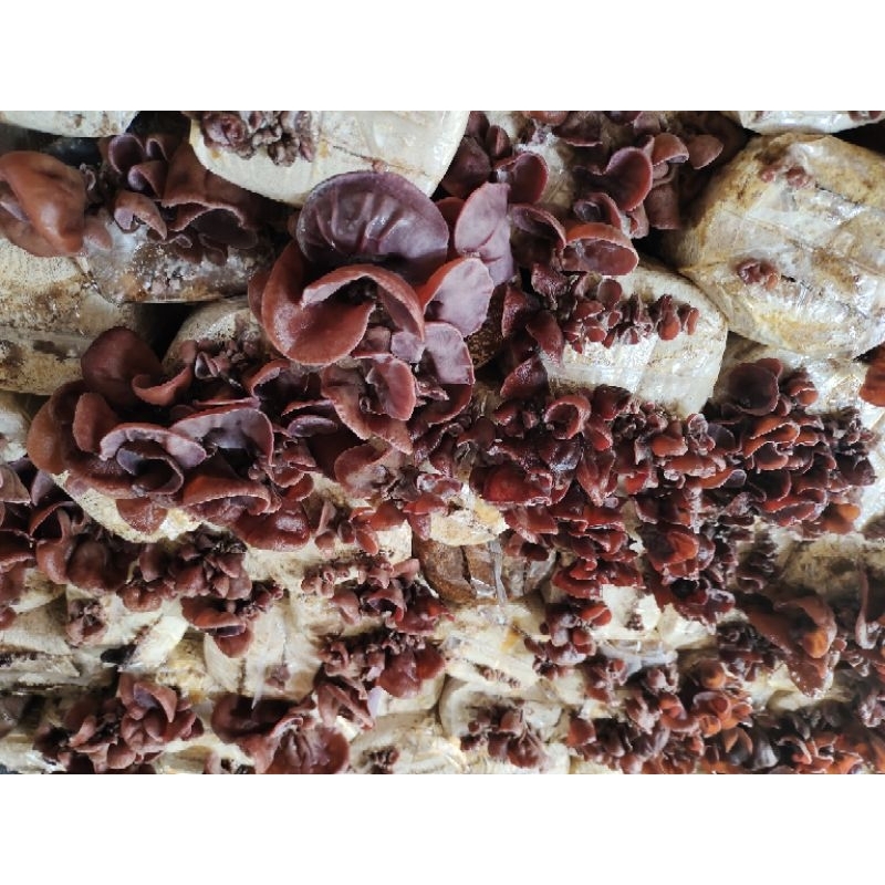 ก็เชื้อเห็ดหูหนู 10 ก้อน เชื้อเดิน10%